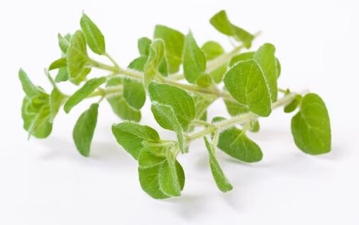 Fungent contains oregano oil