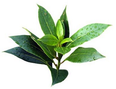 Fungent contains tea tree oil